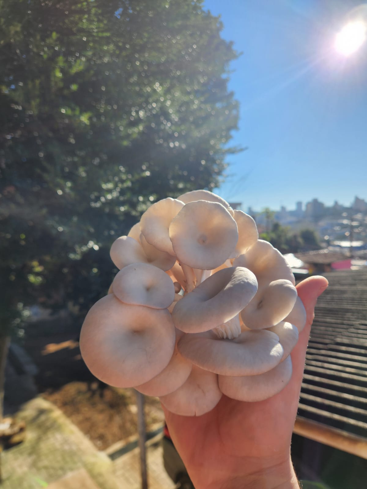 Cogumelos Premium